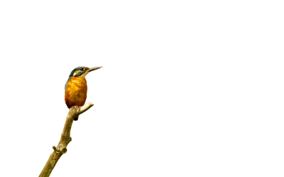 Eisvogel