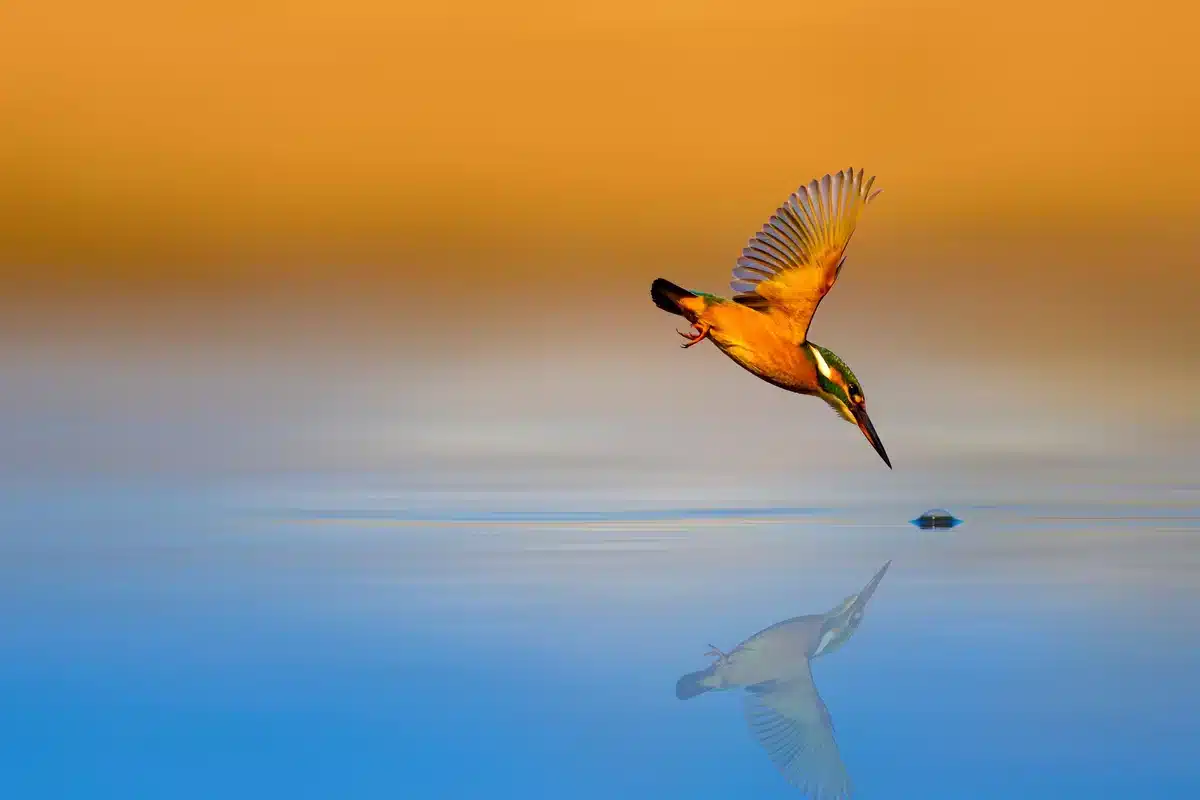 Eisvogel fliegend - Vögel in Europa