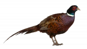 Fasan - Vögel in Europa