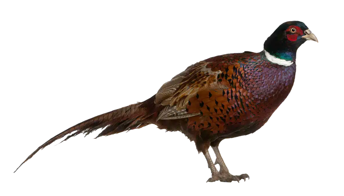 Fasan - Vögel in Europa
