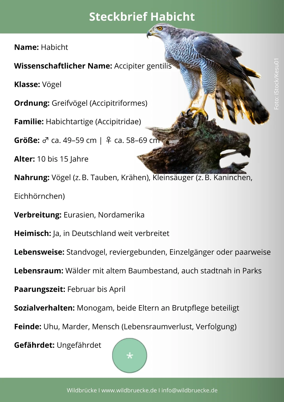 Habicht Steckbrief - Vögel in Europa