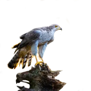 Habicht - Vögel in Europa