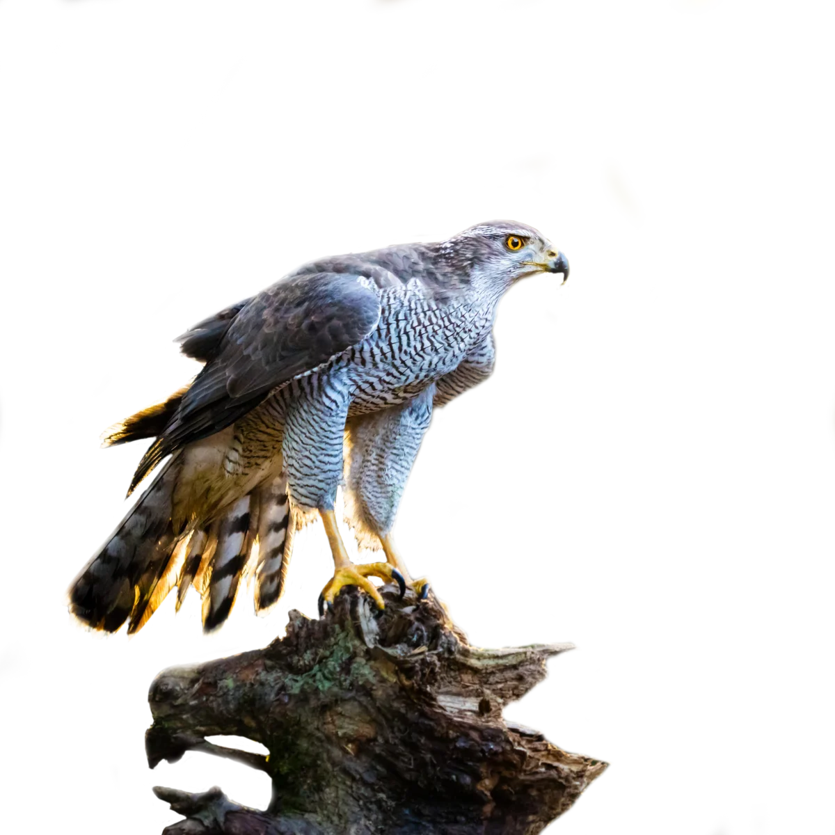 Habicht - Vögel in Europa Habicht - Vögel in Europa