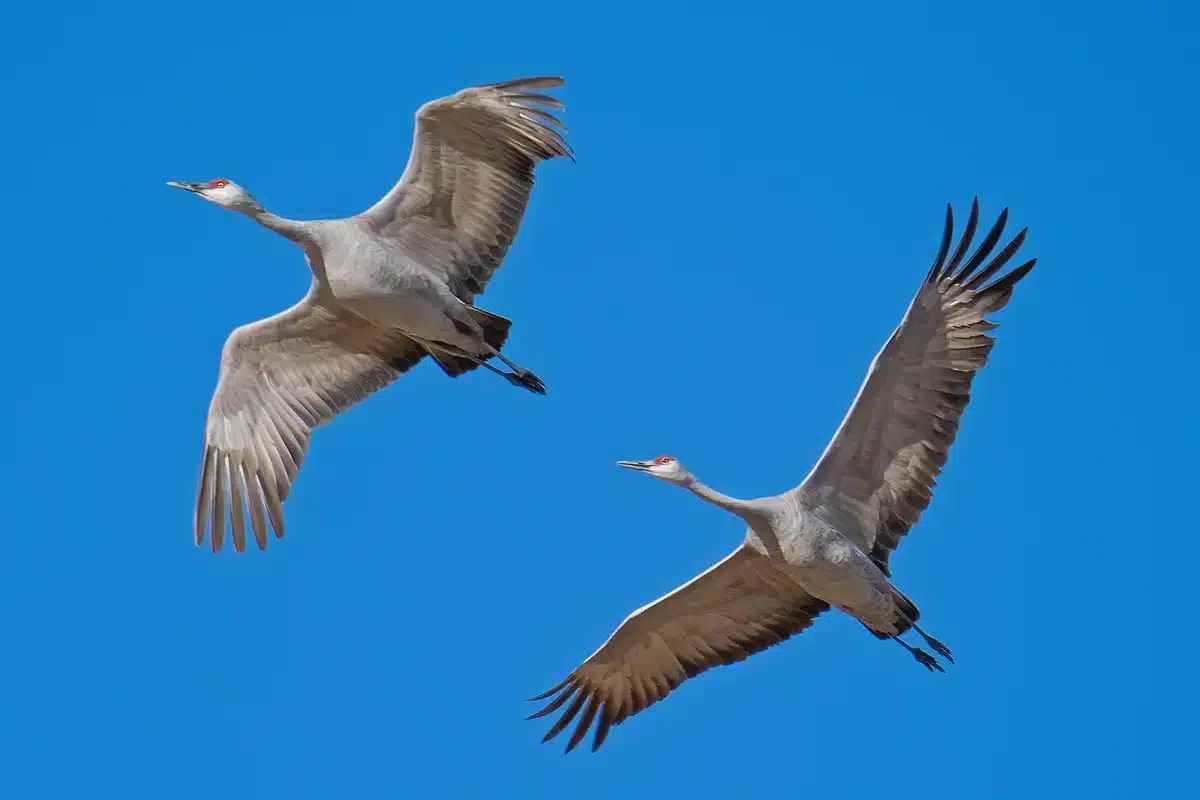 Kranich Flugbild Einzeln - Vögel in Europa