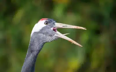 Kranich Ruf – Was der Klang dieser Vögel über ihr Leben verrät