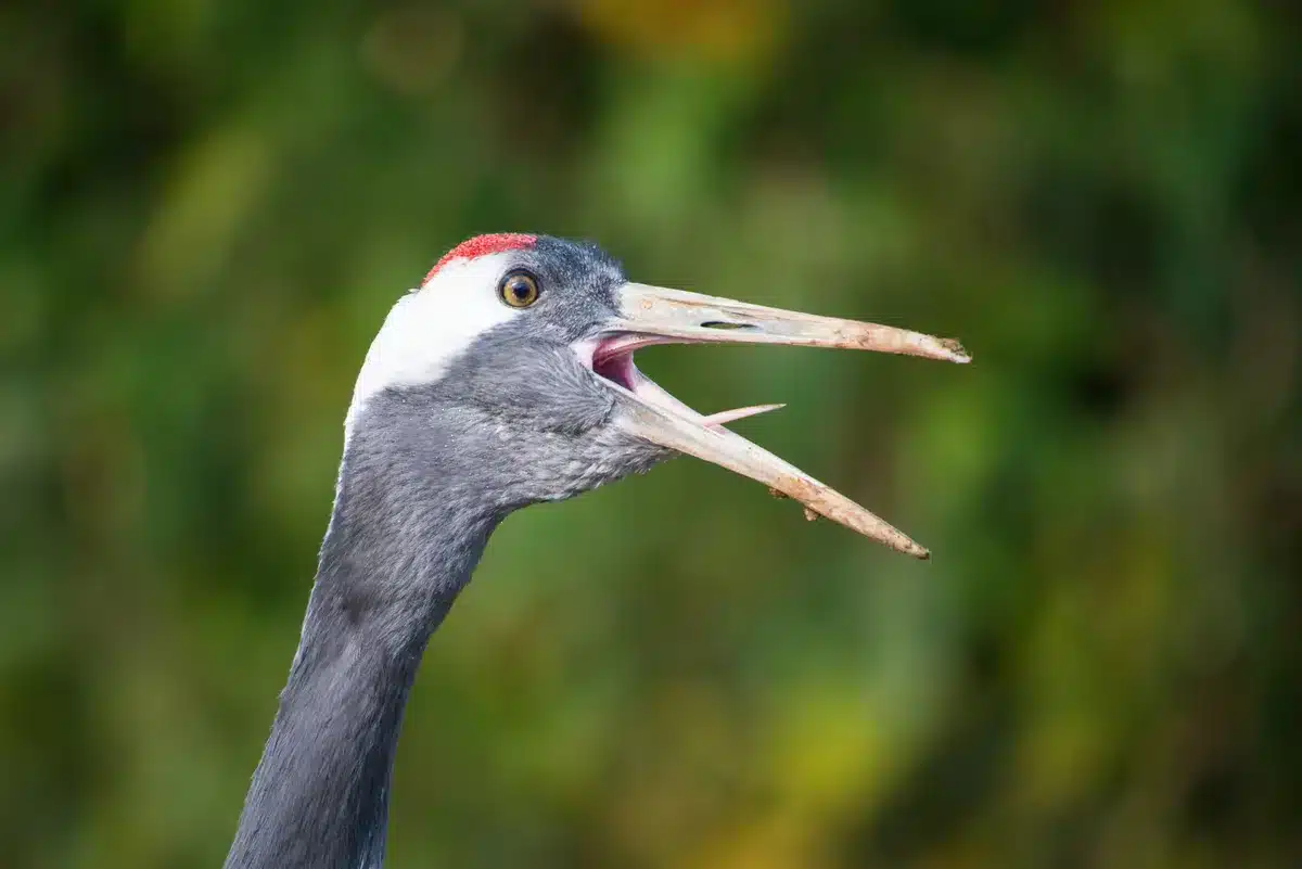 Kranich Ruf - Vögel in Europa