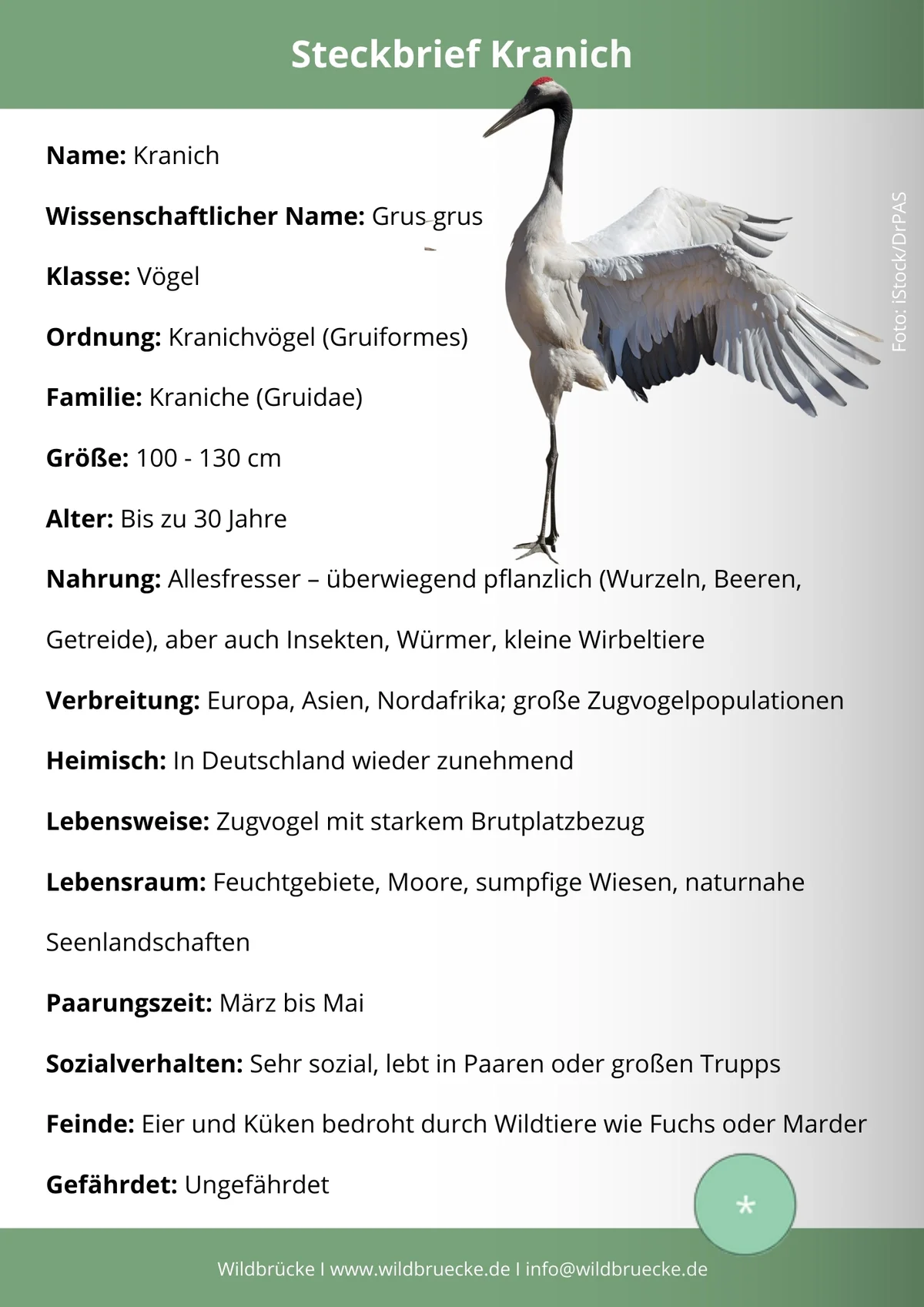 Kranich Steckbrief - Vögel in Europa