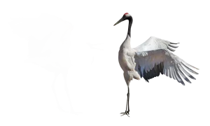 Kranich - Vögel in Europa