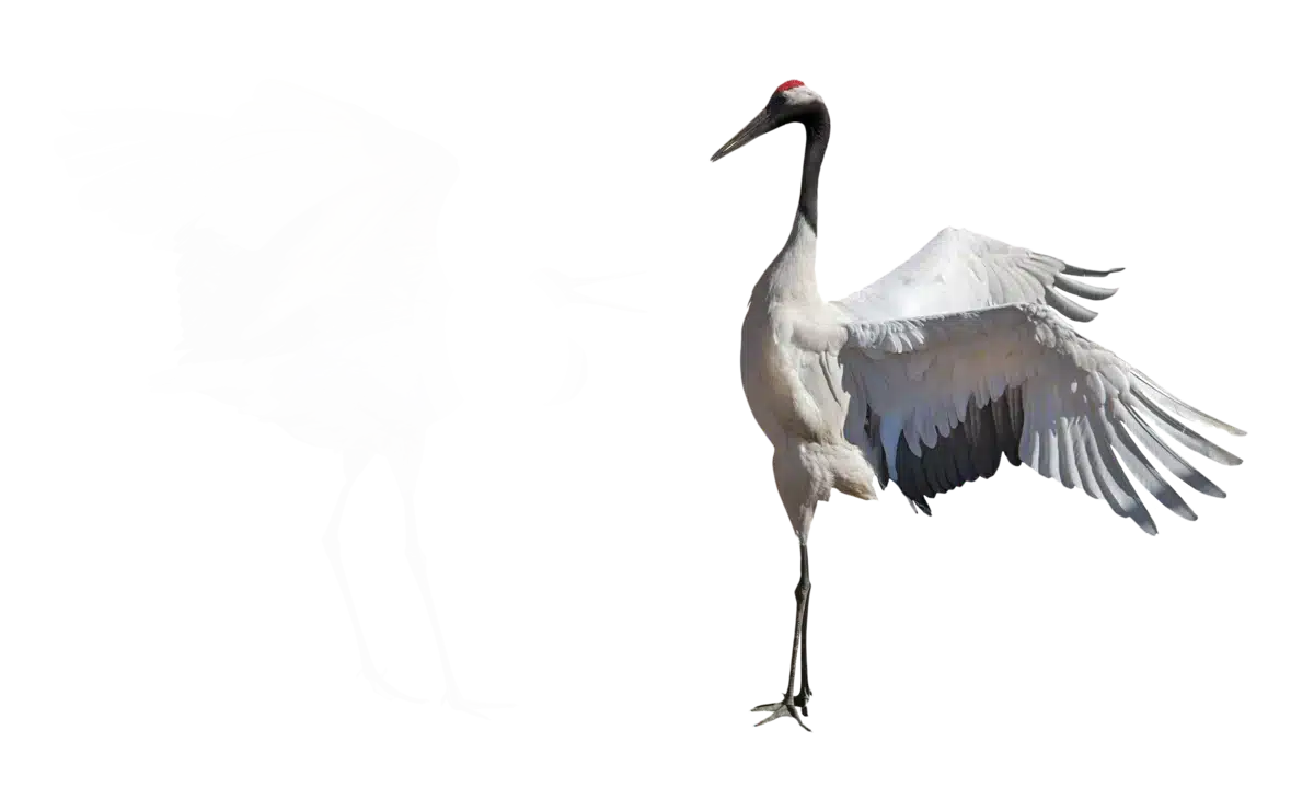 Kranich - Vögel in Europa Kranich - Vögel in Europa