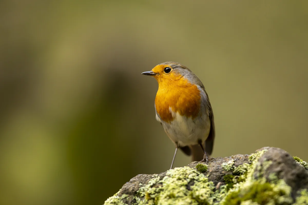 Lebenserwartung Rotkehlchen - Wildtiere in Europa