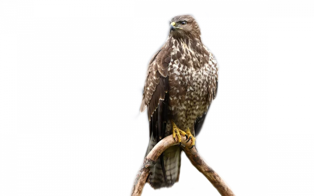 Mäusebussard