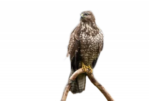 Mäusebussard - Vögel in Europa