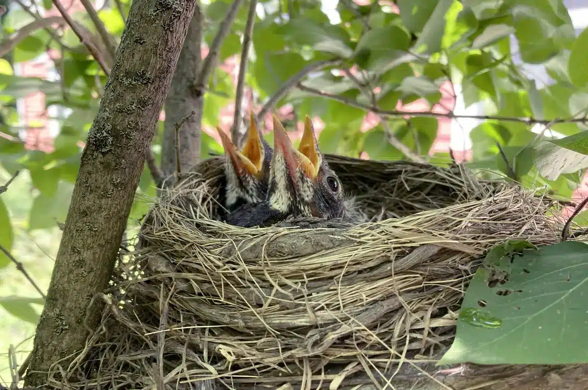 Rotkehlchen Küken im Nest - Wildtiere in Europa