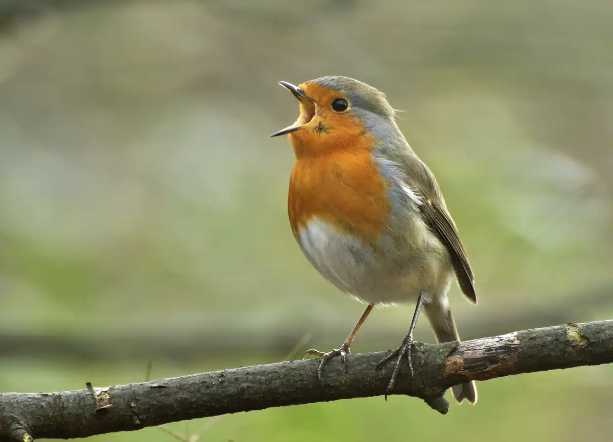 Rotkehlchen Vogelstimmen - Wildtiere in Europa