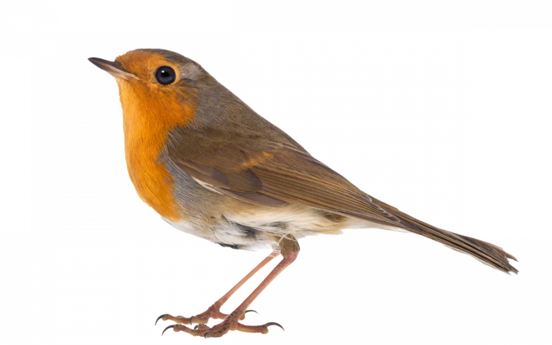 Rotkehlchen