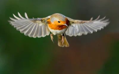 Ist ein Rotkehlchen ein Zugvogel? So verhält es sich im Winter wirklich