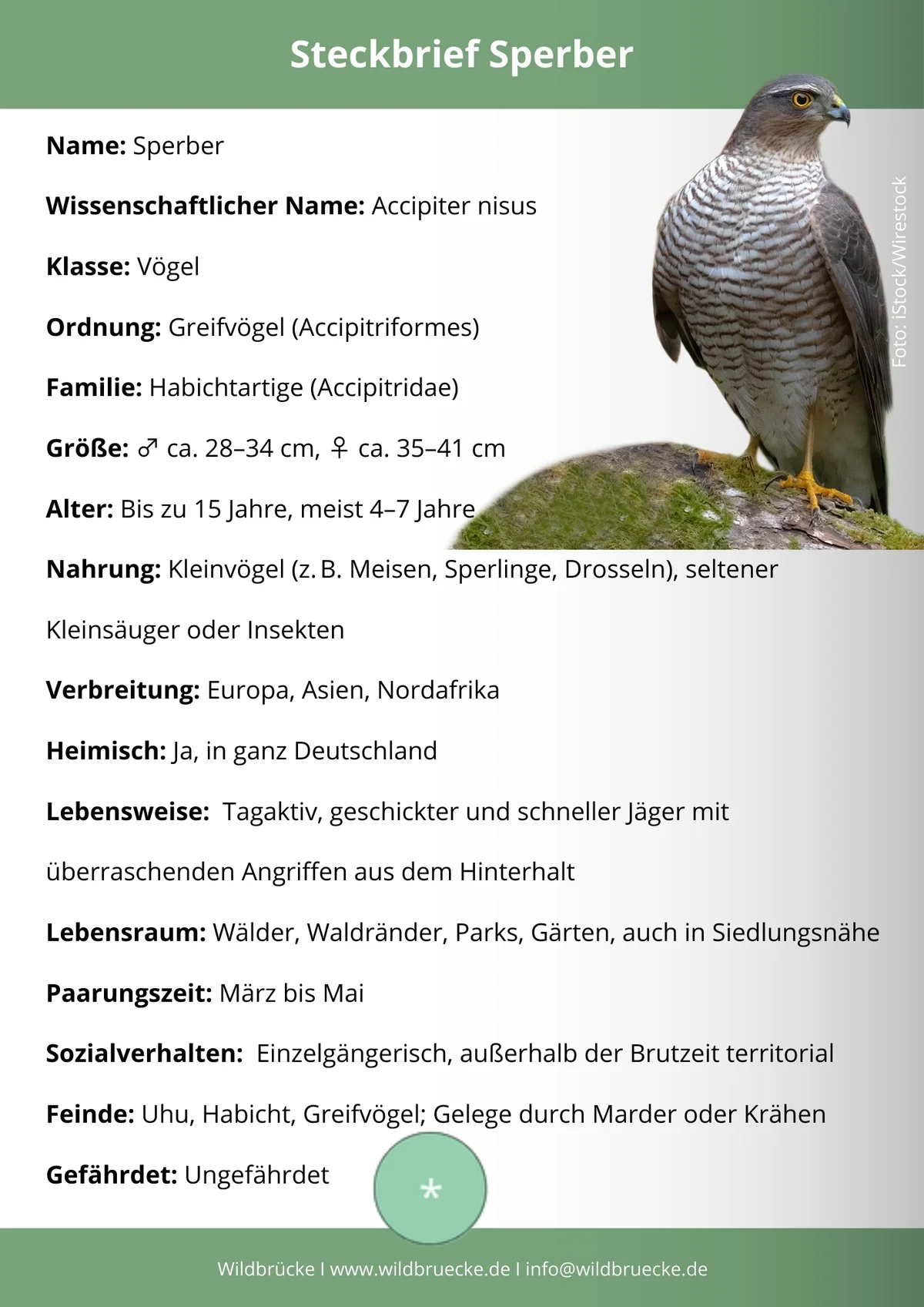 Sperber Steckbrief - Vögel in Europa