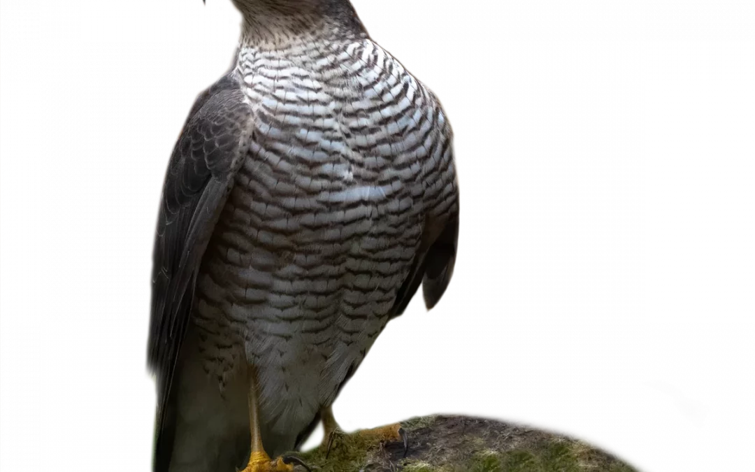Sperber
