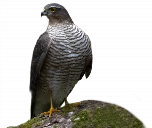 Sperber - Vögel in Europa