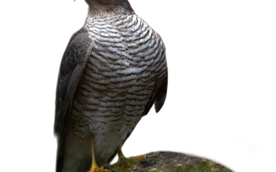 Sperber