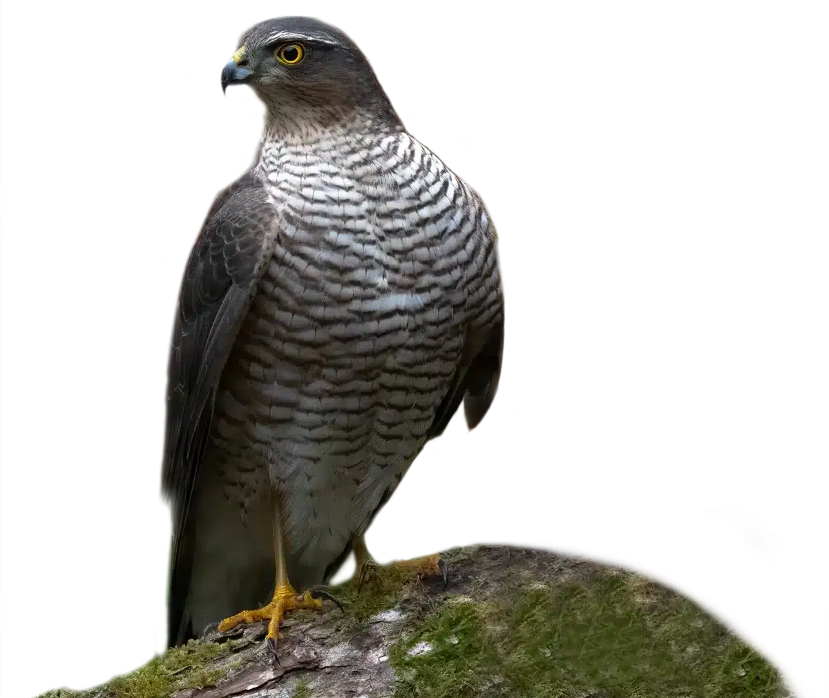 Sperber - Vögel in Europa Sperber - Vögel in Europa