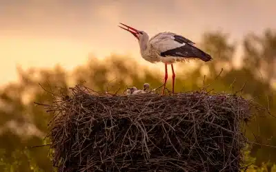 Storch Brutzeit: So leben und brüten die faszinierenden Vögel im Frühling