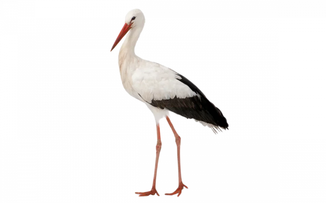 Storch