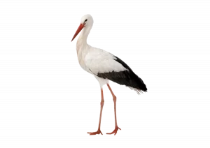 Storch - Vögel in Europa