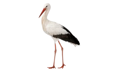 Storch