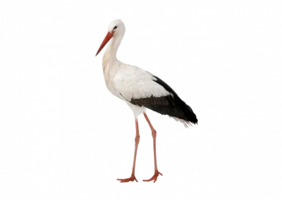 Storch