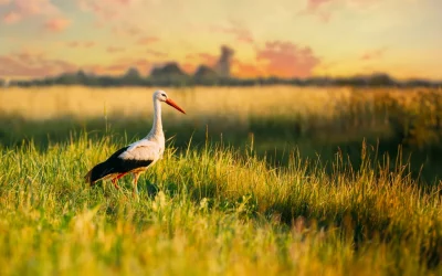 Storch in Bayern: Wo du die majestätischen Vögel heute wieder beobachten kannst