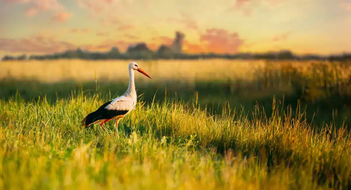 Storch in Bayern - Vögel in Europa Storch in Bayern - Vögel in Europa