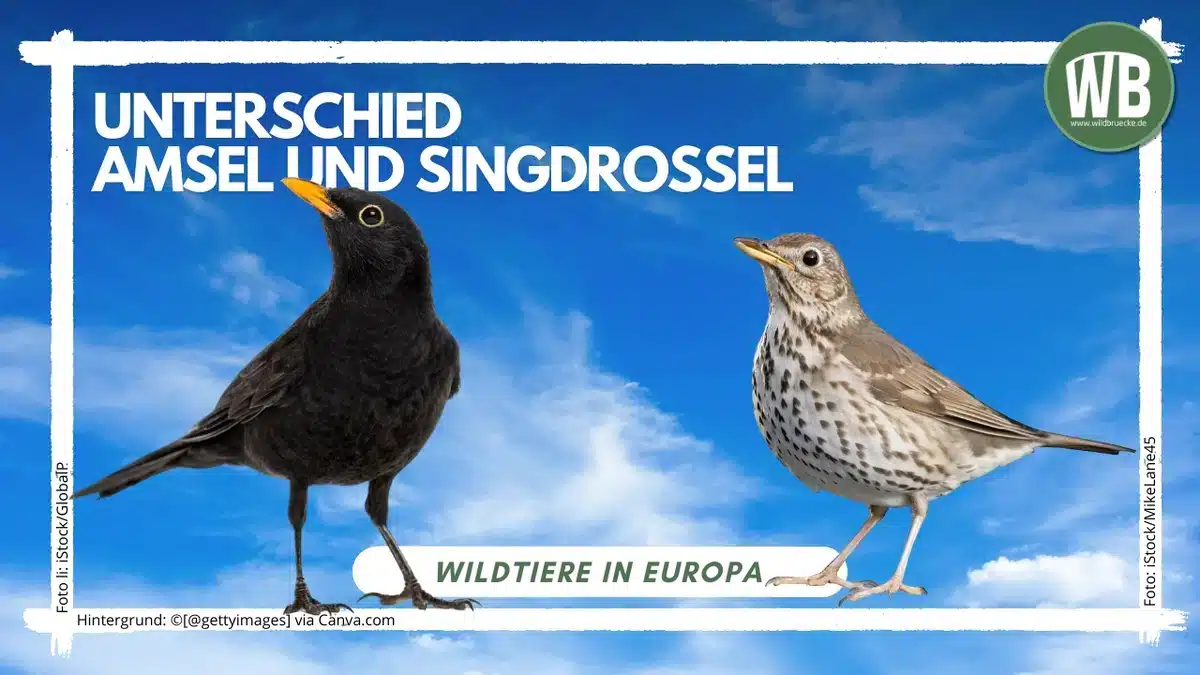 Teaserbild Unterschied Amsel und Singdrossel - Wildtiere in Europa Teaserbild Unterschied Amsel und Singdrossel - Wildtiere in Europa
