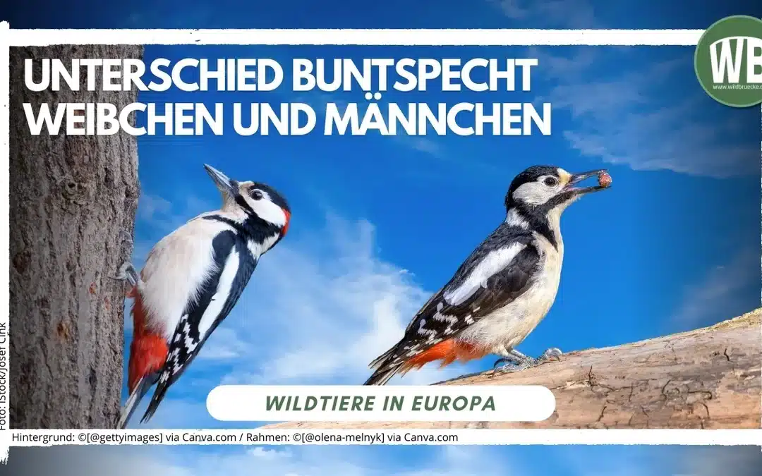 Buntspecht Weibchen Männchen Unterschied kleiner als gedacht, aber gut erkennbar!