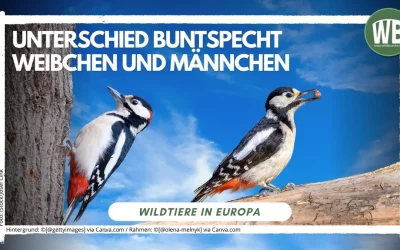 Buntspecht Weibchen Männchen Unterschied kleiner als gedacht, aber gut erkennbar!