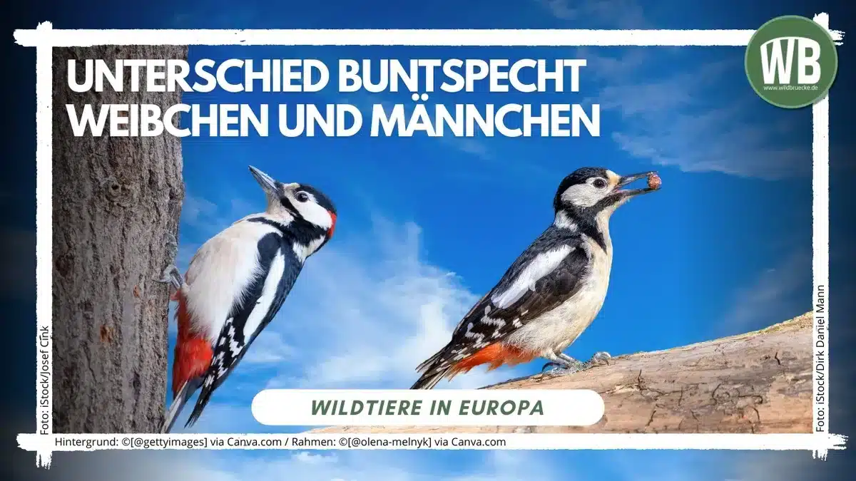 Unterschied Buntspecht MÀnnchen und Weibchen - Vögel in Europa Unterschied Buntspecht MÀnnchen und Weibchen - Vögel in Europa