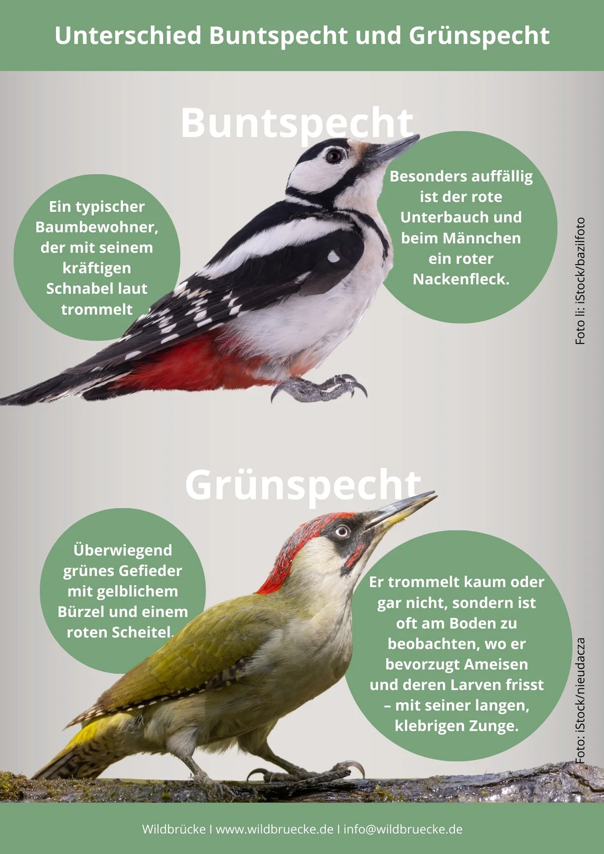 Amsel Steckbrief - Wildtiere in Europa