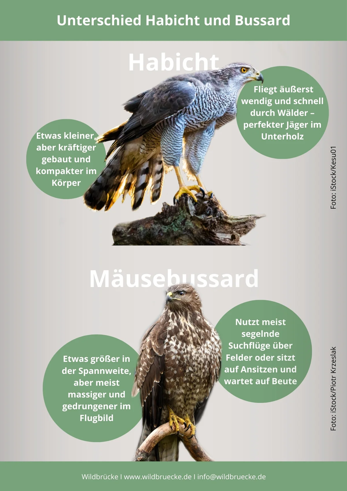 Unterschied Habicht und Bussard - Vögel in Europa