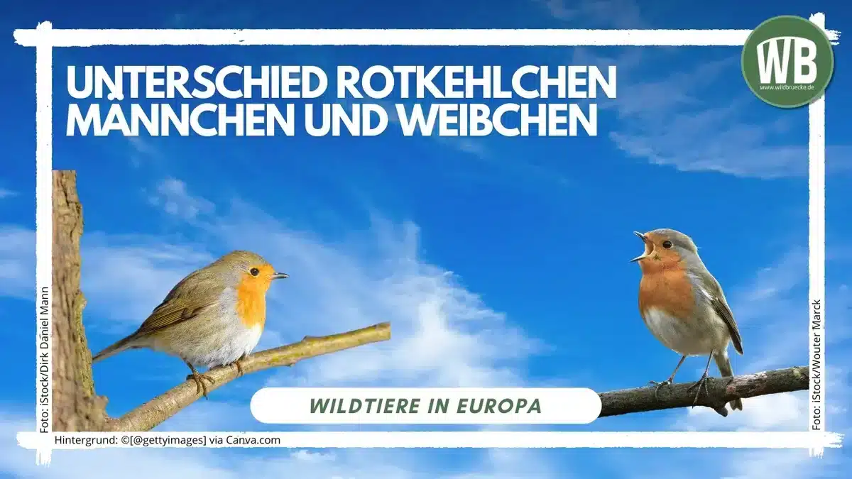 Unterschied Rotkehlchen Männchen und Weibchen - Wildtiere in Europa
