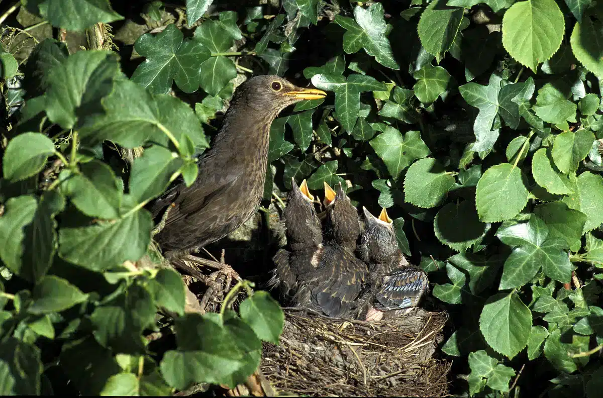 Wann ist die Brutzeit einer Amsel - Wildtiere in Europa