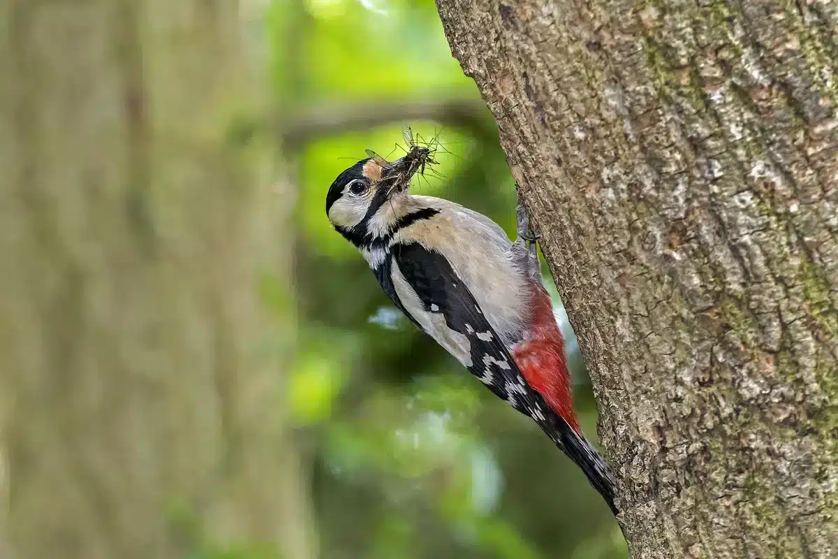 Was frisst ein Buntspecht - Vögel in Europa Was frisst ein Buntspecht - Vögel in Europa
