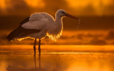 Wie alt wird ein Storch? Spannende Fakten über die Lebensdauer der eleganten Vögel