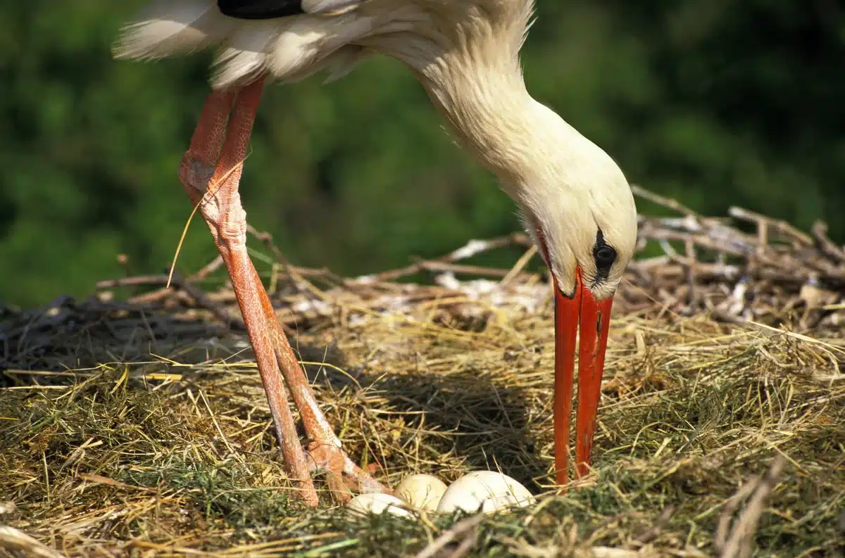 Wie lange brütet ein Storch - Vögel in Europa