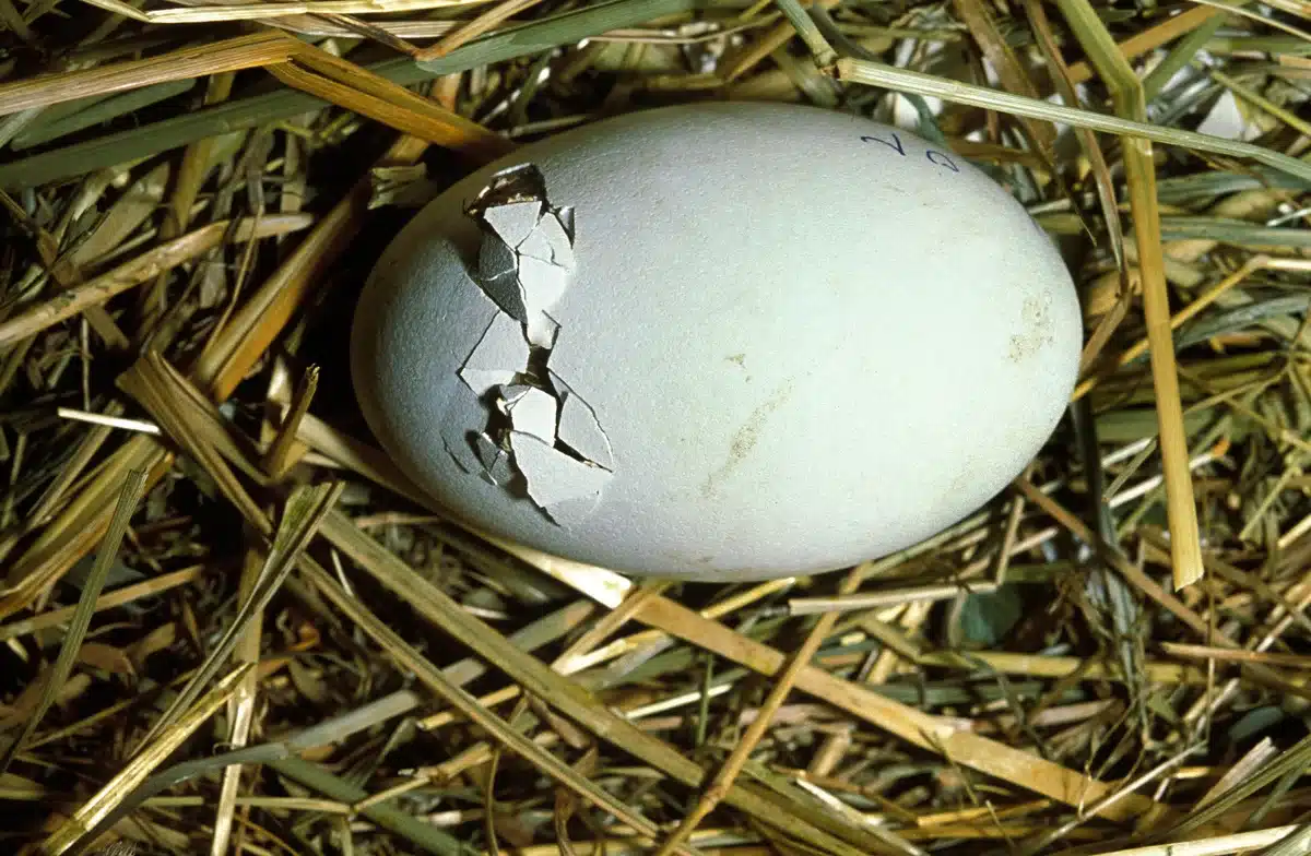 Wie lange brütet ein Storch ein Ei - Vögel in Europa