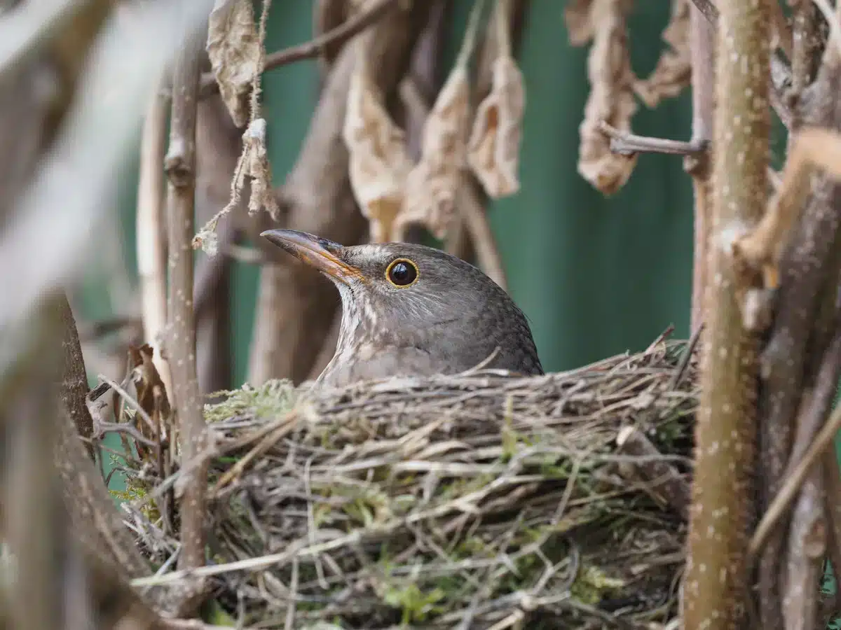 Wie lange brütet eine Amsel - Wildtiere in Europa