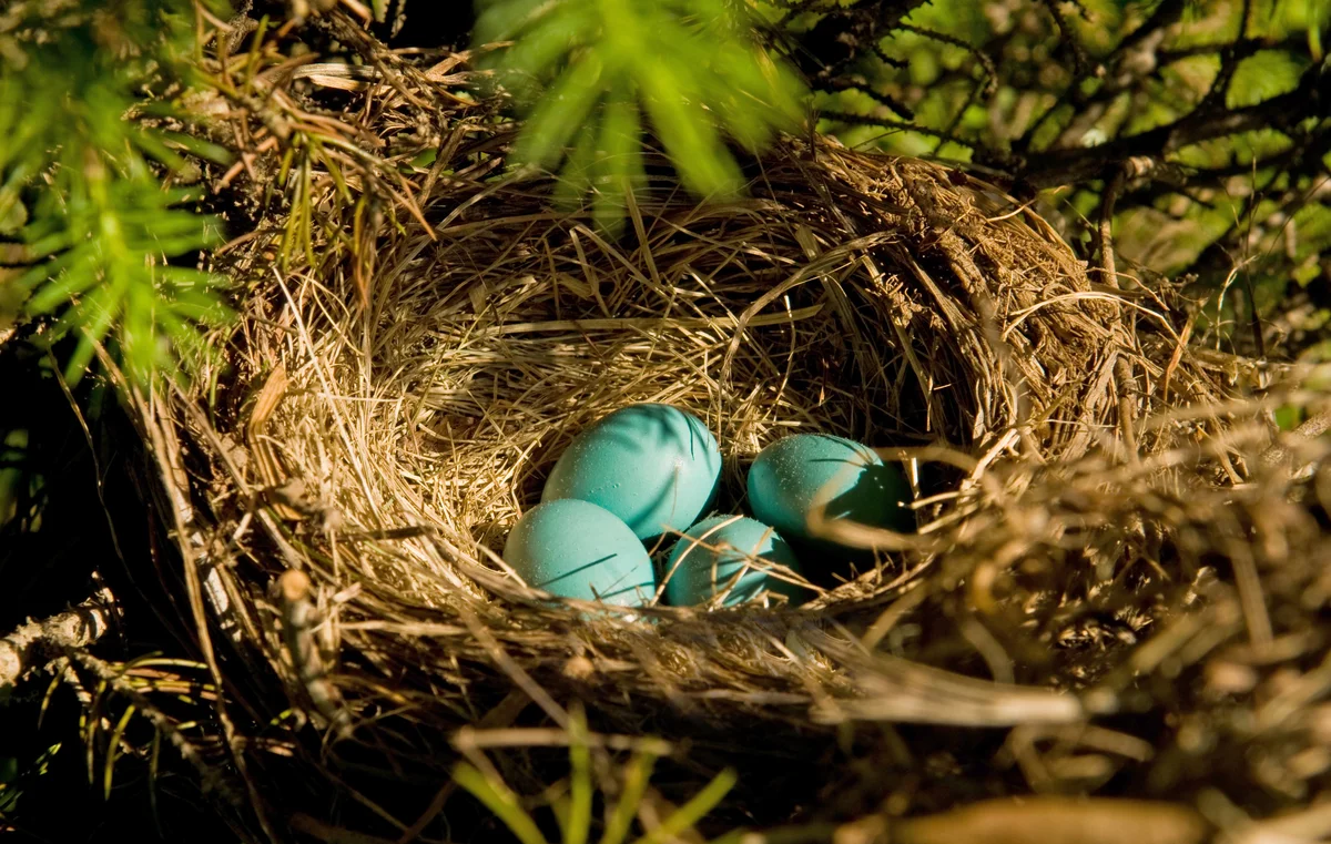 warum ein Nistkasten für Rotkehlchen - Wildtiere in Europa