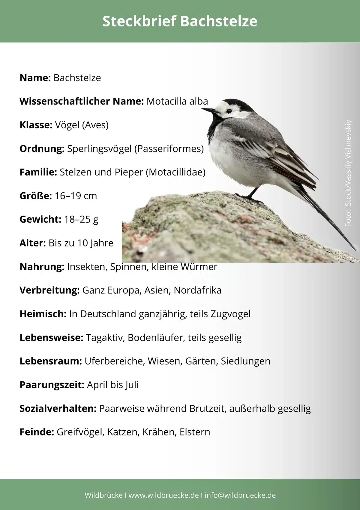 Bachstelze Steckbrief - Vögel in Europa