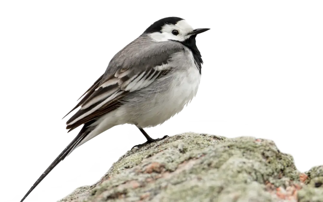 Bachstelze