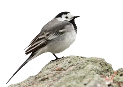 Bachstelze