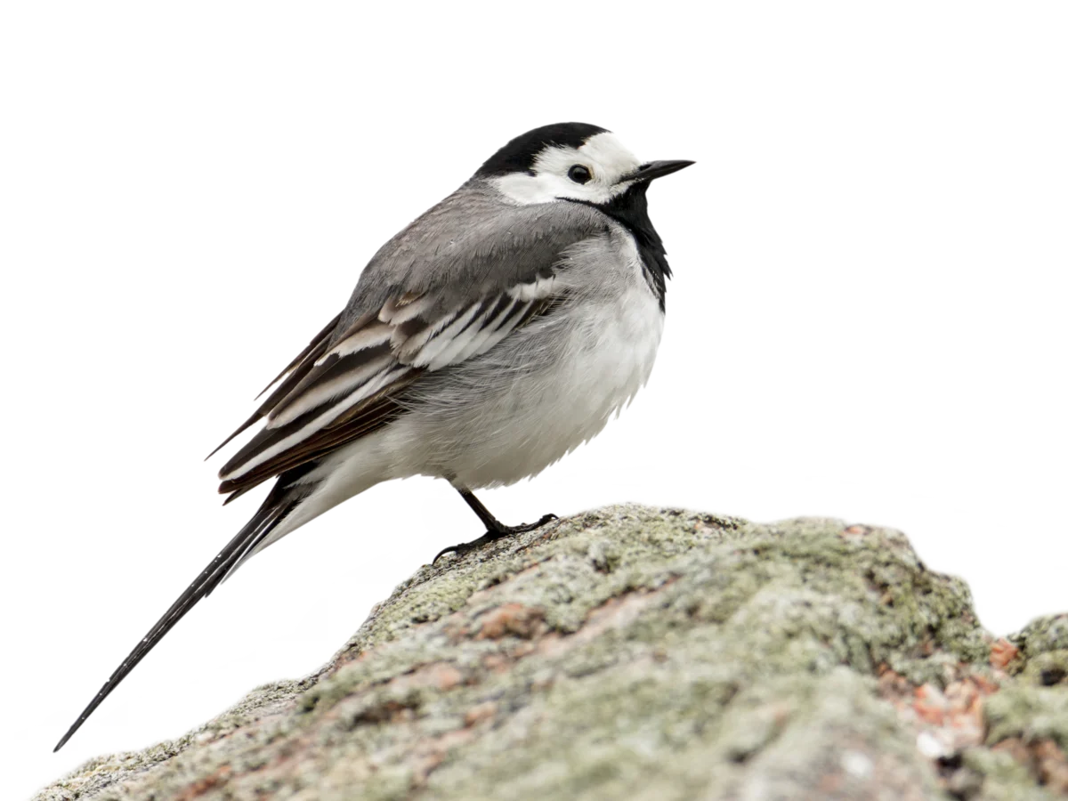 Bachstelze - Vögel in Europa